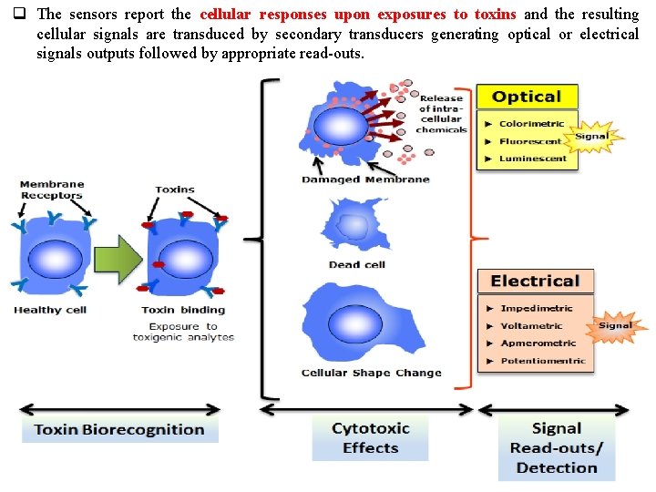q The sensors report the cellular responses upon exposures to toxins and the resulting