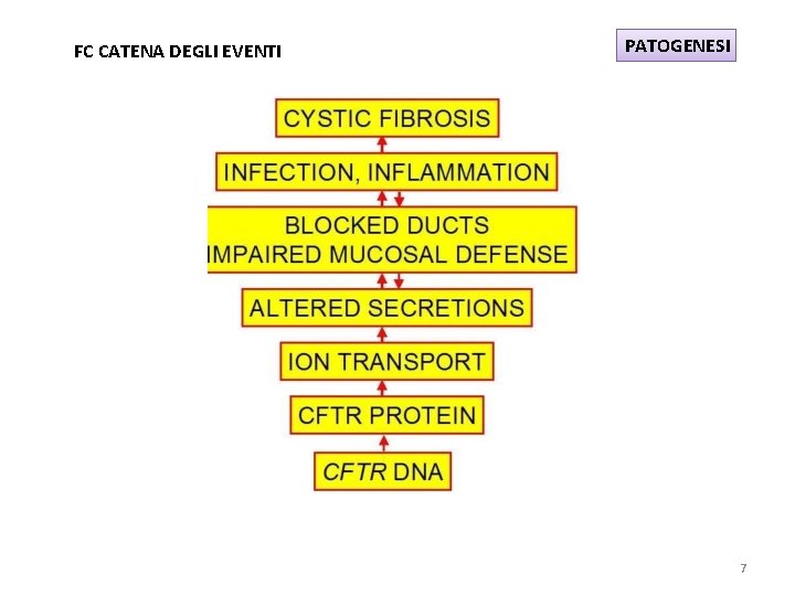 FC CATENA DEGLI EVENTI PATOGENESI 7 