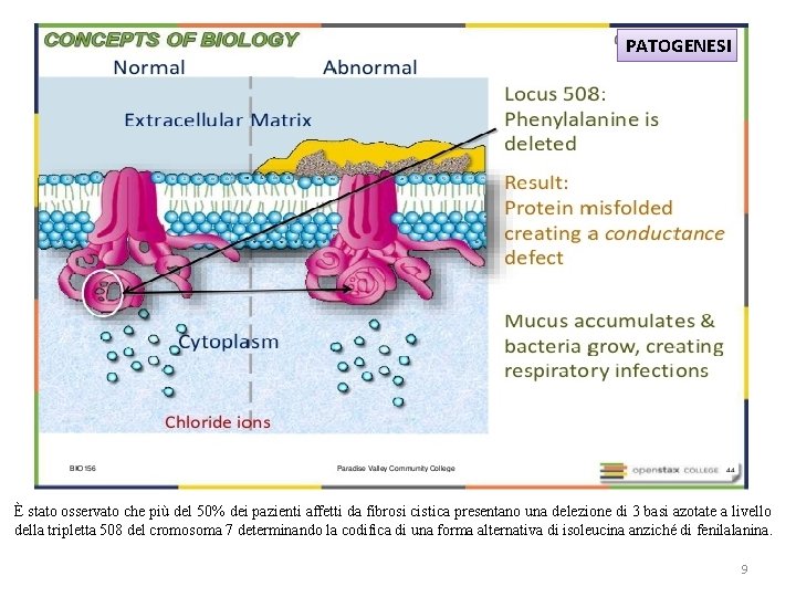 PATOGENESI È stato osservato che più del 50% dei pazienti affetti da fibrosi cistica