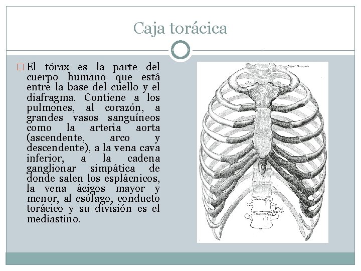 Caja torácica � El tórax es la parte del cuerpo humano que está entre
