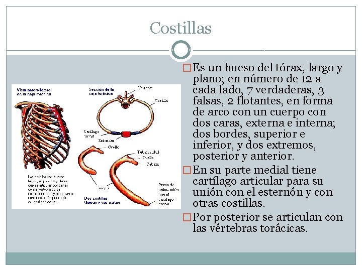 Costillas � Es un hueso del tórax, largo y plano; en número de 12