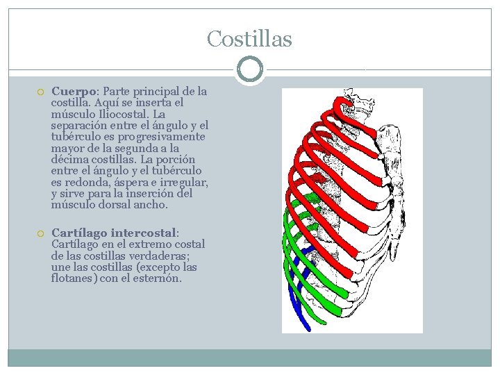 Costillas Cuerpo: Parte principal de la costilla. Aquí se inserta el músculo Iliocostal. La