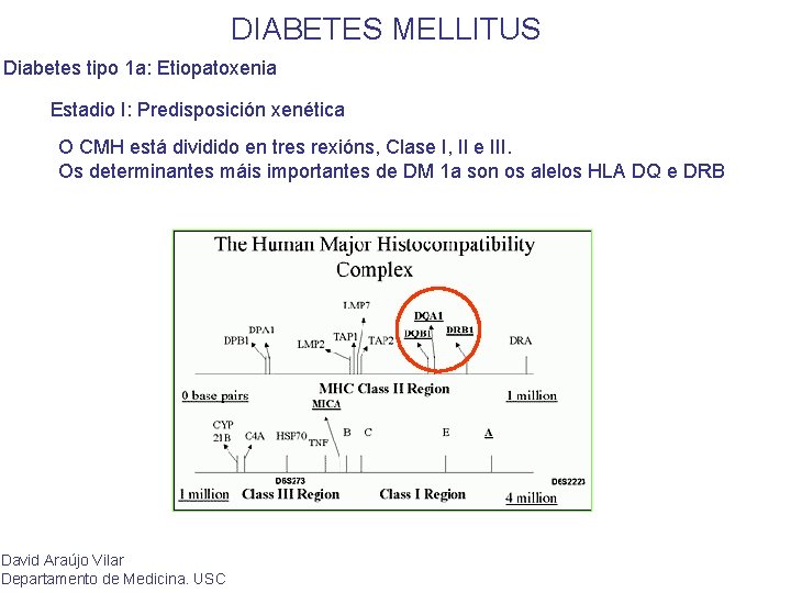DIABETES MELLITUS Diabetes tipo 1 a: Etiopatoxenia Estadio I: Predisposición xenética O CMH está