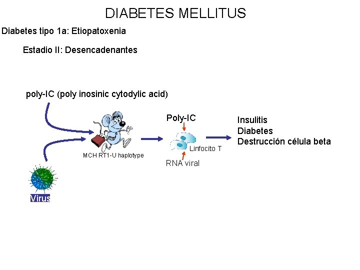 DIABETES MELLITUS Diabetes tipo 1 a: Etiopatoxenia Estadio II: Desencadenantes poly-IC (poly inosinic cytodylic