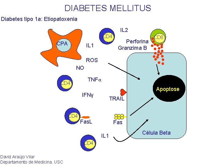 DIABETES MELLITUS Diabetes tipo 1 a: Etiopatoxenia IL 2 CD 4 CPA IL 1