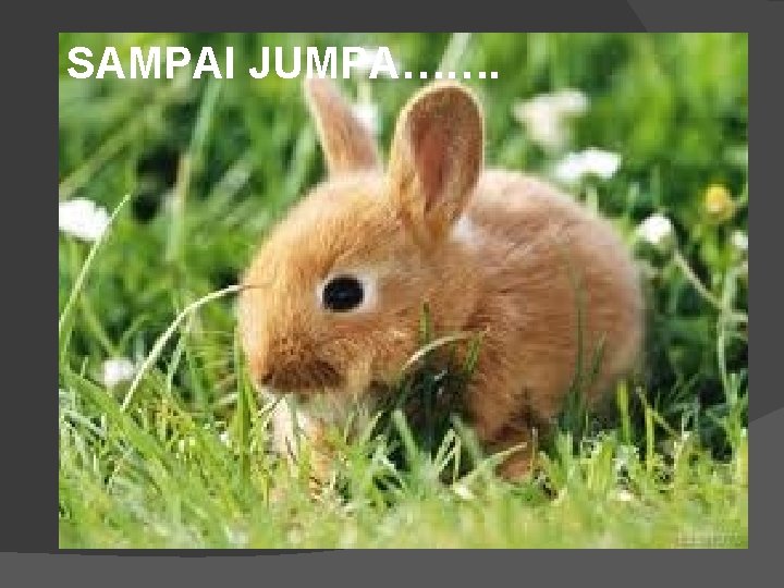 SAMPAI JUMPA……. 