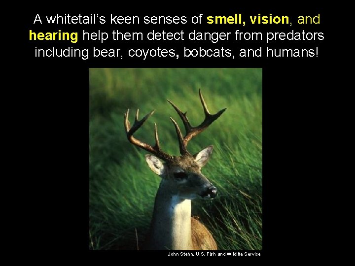 A whitetail’s keen senses of smell, vision, and hearing help them detect danger from