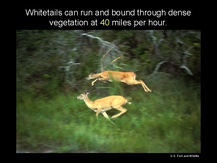 Whitetails can run and bound through dense vegetation at 40 miles per hour. U.