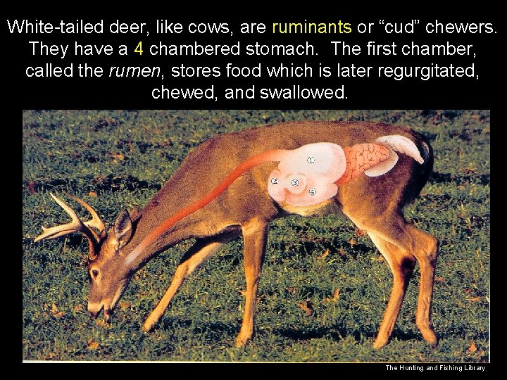 White-tailed deer, like cows, are ruminants or “cud” chewers. They have a 4 chambered