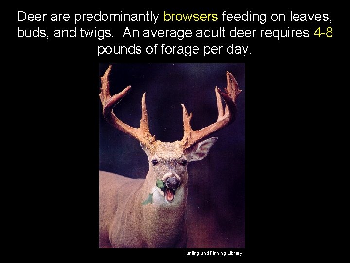 Deer are predominantly browsers feeding on leaves, buds, and twigs. An average adult deer