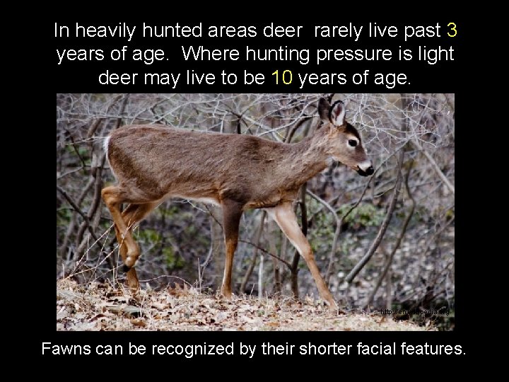 In heavily hunted areas deer rarely live past 3 years of age. Where hunting
