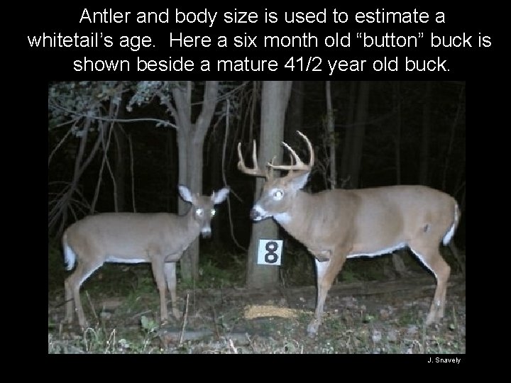 Antler and body size is used to estimate a whitetail’s age. Here a six