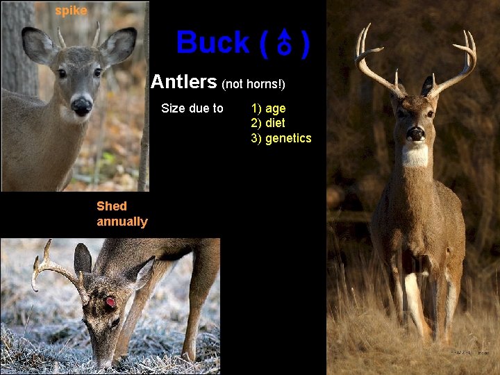 spike Buck (♂) Antlers (not horns!) Size due to Shed annually 1) age 2)