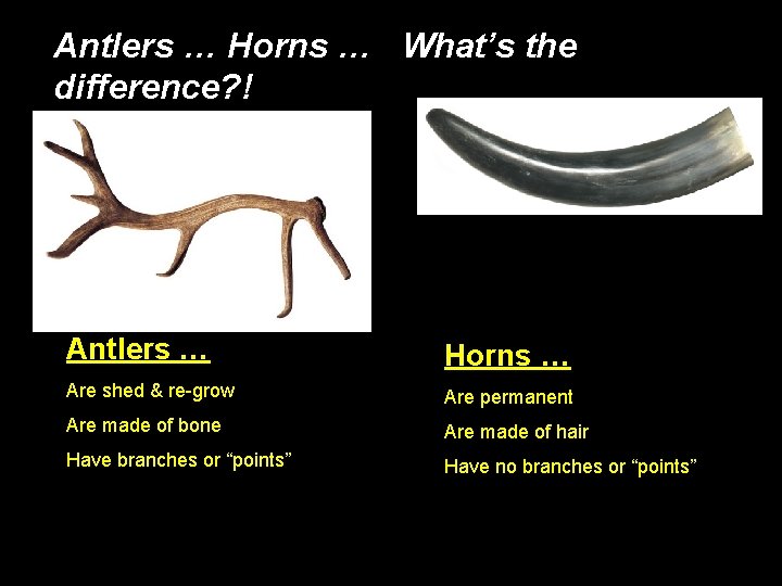 Antlers … Horns … What’s the difference? ! Antlers … Horns … Are shed