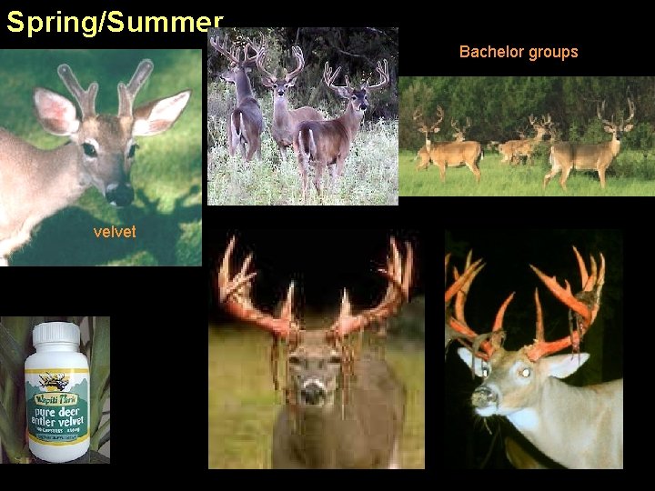 Spring/Summer Bachelor groups velvet 