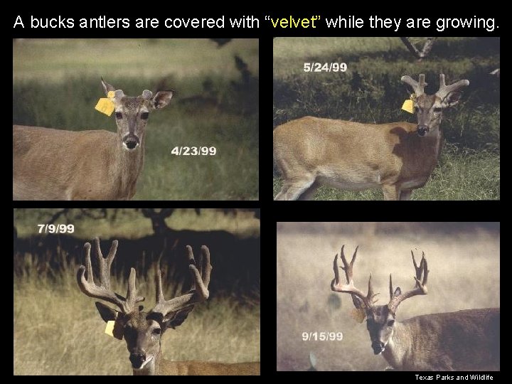 A bucks antlers are covered with “velvet” while they are growing. Texas Parks and