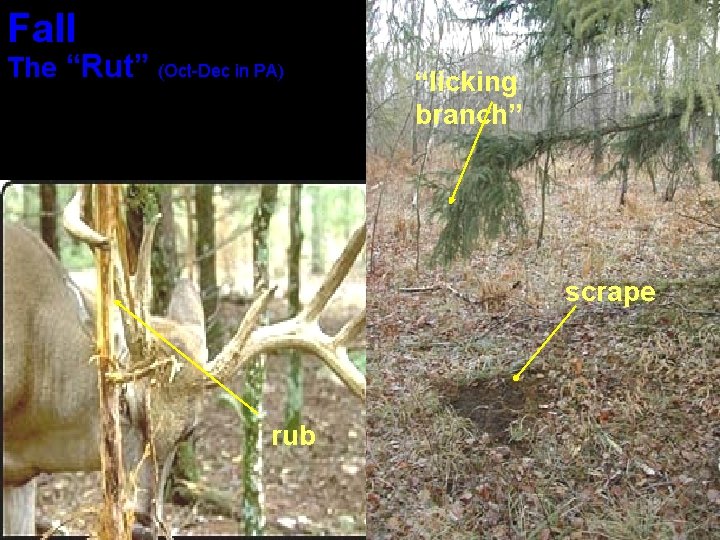Fall The “Rut” (Oct-Dec in PA) “licking branch” scrape rub 