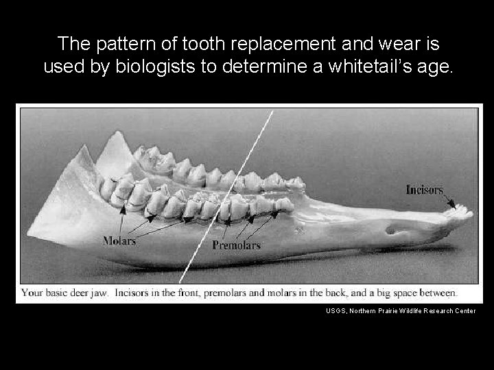 The pattern of tooth replacement and wear is used by biologists to determine a