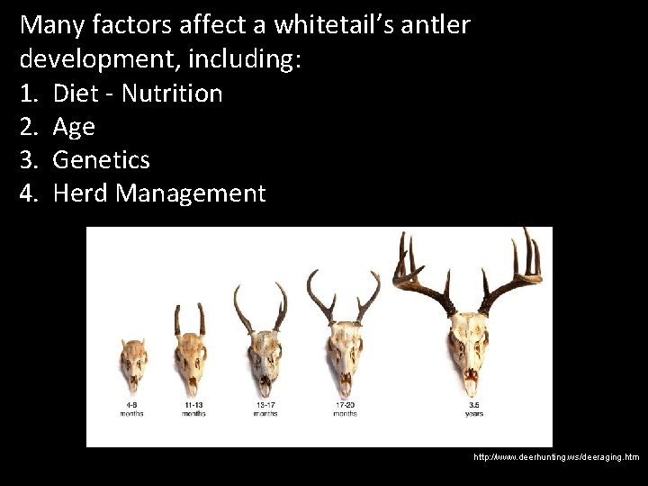 Many factors affect a whitetail’s antler development, including: 1. Diet - Nutrition 2. Age