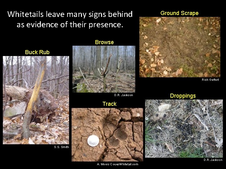 Whitetails leave many signs behind as evidence of their presence. Ground Scrape Browse Buck