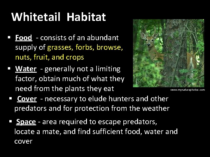 Whitetail Habitat § Food - consists of an abundant supply of grasses, forbs, browse,