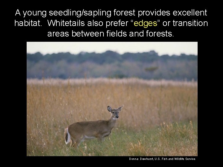 A young seedling/sapling forest provides excellent habitat. Whitetails also prefer “edges” or transition areas