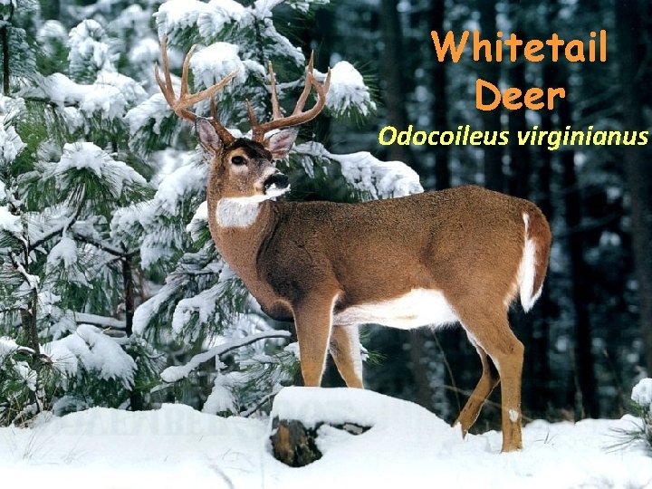 Whitetail Deer Odocoileus virginianus 