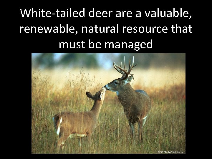 White-tailed deer are a valuable, renewable, natural resource that must be managed 