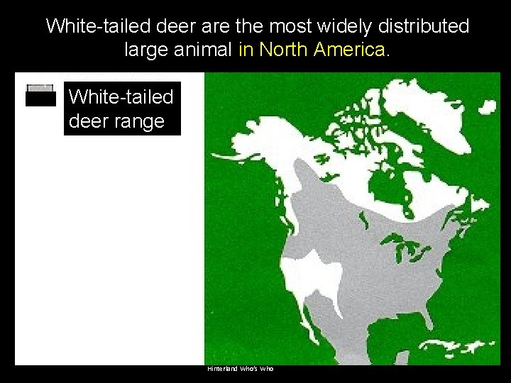 White-tailed deer are the most widely distributed large animal in North America. White-tailed deer