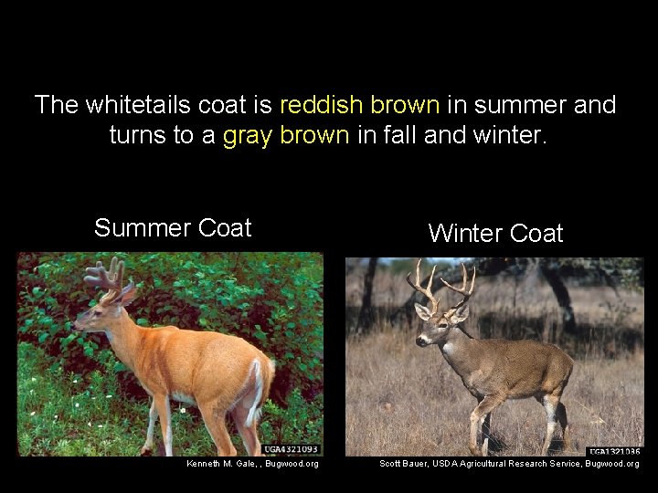 The whitetails coat is reddish brown in summer and turns to a gray brown