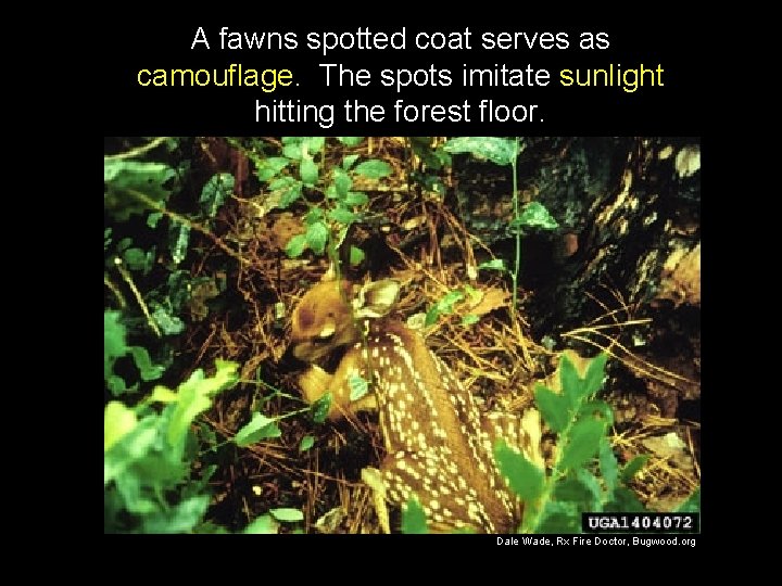A fawns spotted coat serves as camouflage. The spots imitate sunlight hitting the forest