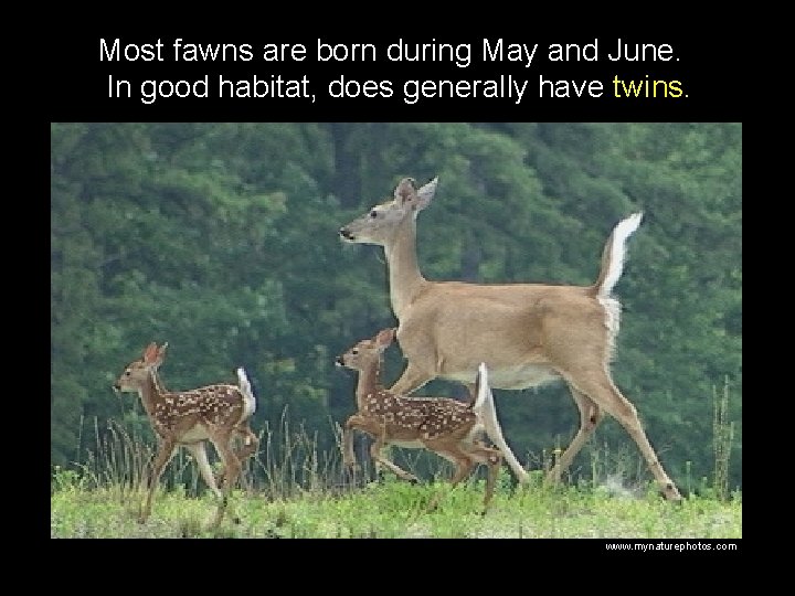 Most fawns are born during May and June. In good habitat, does generally have