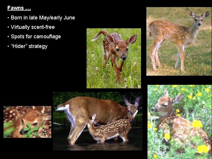 Fawns … • Born in late May/early June • Virtually scent-free • Spots for
