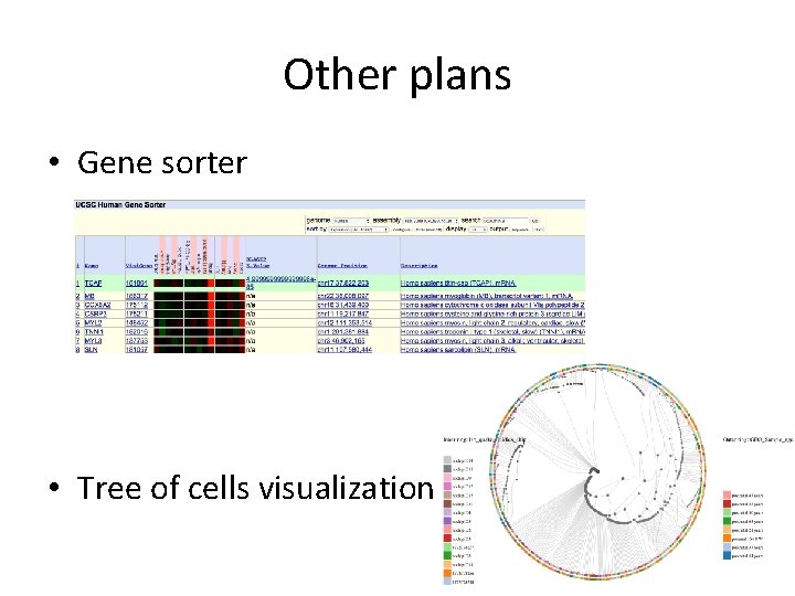 Other plans • Gene sorter • Tree of cells visualization 