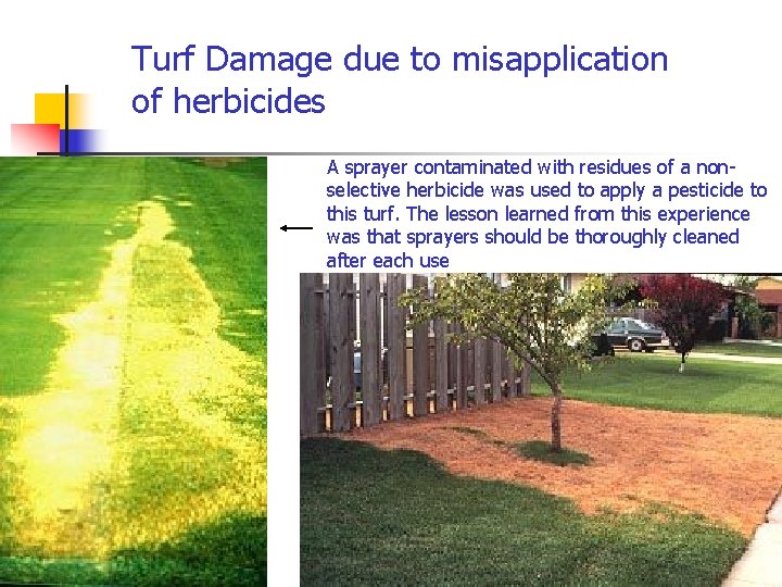 Turf Damage due to misapplication of herbicides A sprayer contaminated with residues of a