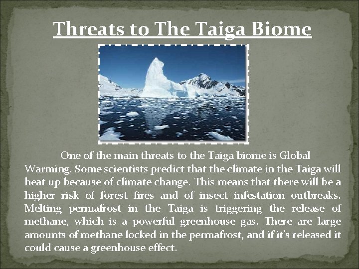 Threats to The Taiga Biome One of the main threats to the Taiga biome