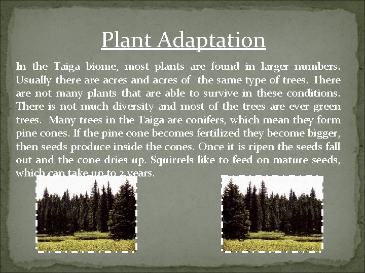 Plant Adaptation In the Taiga biome, most plants are found in larger numbers. Usually