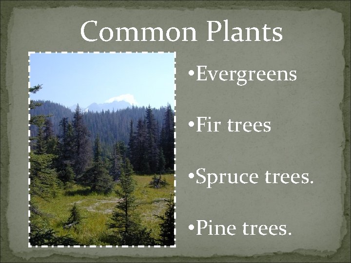 Common Plants : • Evergreens • Fir trees • Spruce trees. • Pine trees.