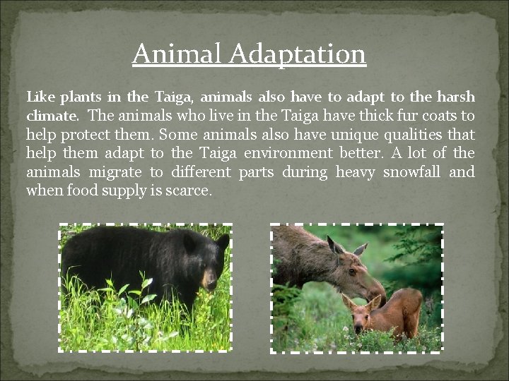 Animal Adaptation Like plants in the Taiga, animals also have to adapt to the