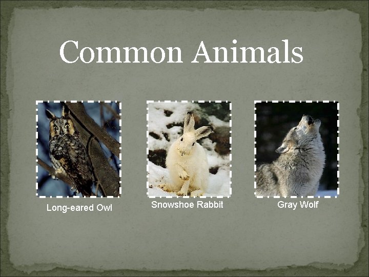 Common Animals Long-eared Owl Snowshoe Rabbit Gray Wolf 