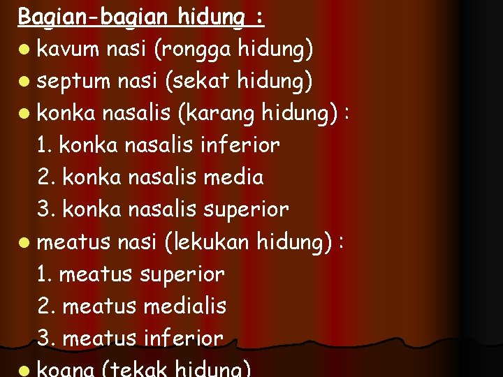 Bagian-bagian hidung : l kavum nasi (rongga hidung) l septum nasi (sekat hidung) l