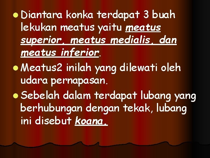 l Diantara konka terdapat 3 buah lekukan meatus yaitu meatus superior, meatus medialis, dan