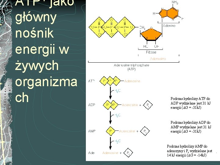 ATP 1 jako główny nośnik energii w żywych organizma ch Podczas hydrolizy ATP do