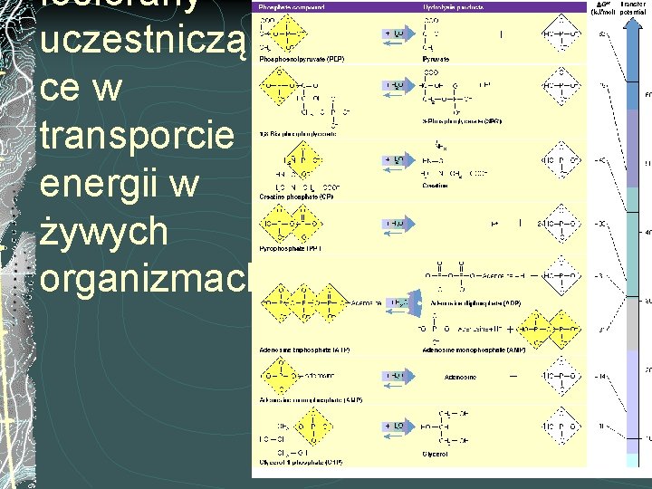 fosforany uczestniczą ce w transporcie energii w żywych organizmach 