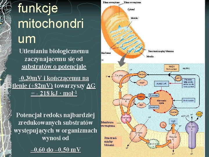 funkcje mitochondri um Utlenianiu biologicznemu zaczynającemu się od substratów o potencjale Błona zewnętrzna Cytozol