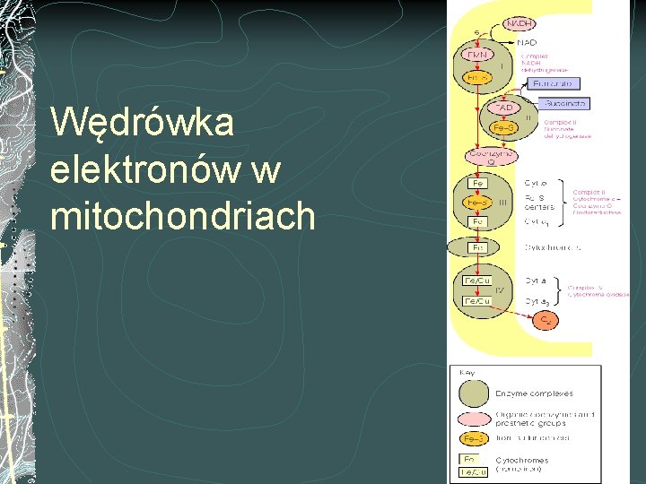 Wędrówka elektronów w mitochondriach 