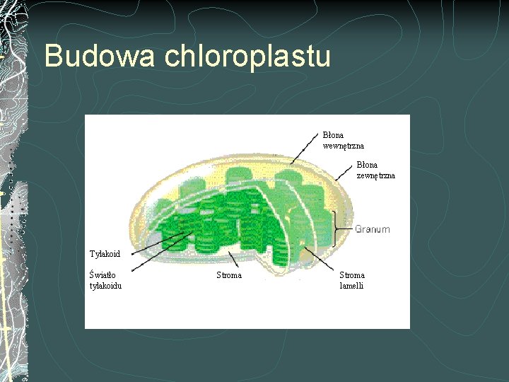 Budowa chloroplastu Błona wewnętrzna Błona zewnętrzna Tylakoid Światło tylakoidu Stroma lamelli 