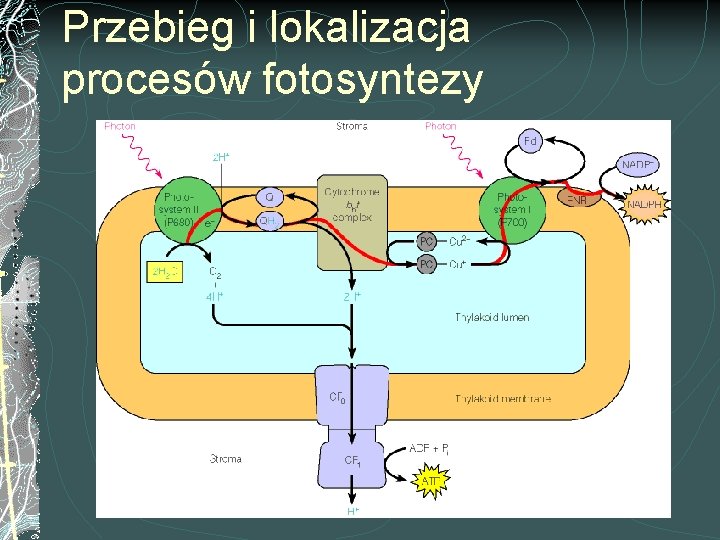 Przebieg i lokalizacja procesów fotosyntezy 