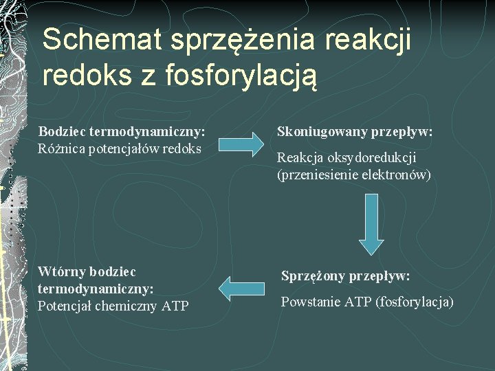 Schemat sprzężenia reakcji redoks z fosforylacją Bodziec termodynamiczny: Różnica potencjałów redoks Skoniugowany przepływ: Wtórny