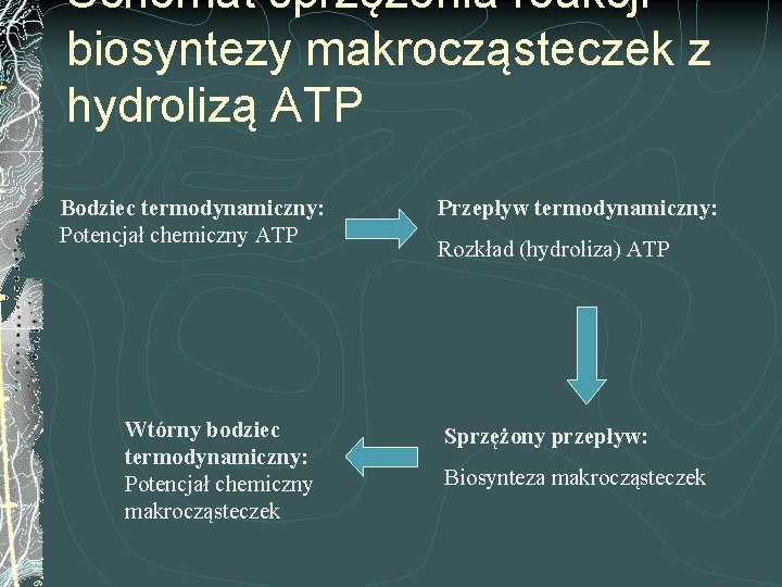 Schemat sprzężenia reakcji biosyntezy makrocząsteczek z hydrolizą ATP Bodziec termodynamiczny: Potencjał chemiczny ATP Wtórny